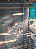 5 jong zwart wang zebravinken, Dieren en Toebehoren, Geslacht onbekend