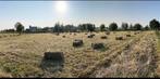 Hooi met laag eiwitgehalte, Dieren en Toebehoren, Ophalen, Vee
