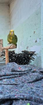 Dubbel geelkop amazone oratrix, Animaux & Accessoires, Oiseaux | Perruches & Perroquets, Perroquet, Domestique