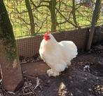Cochin kriel haantjes, Dieren en Toebehoren, Pluimvee