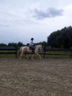 Paard, Dieren en Toebehoren, Paarden, Minder dan 160 cm, Ruin, Zadelmak, Recreatiepaard