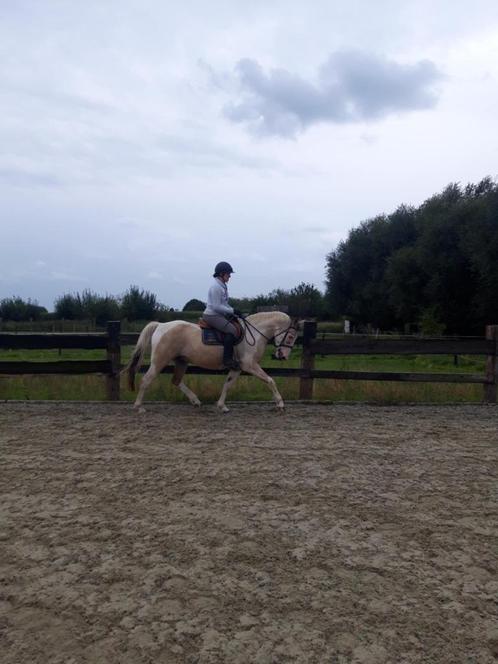 Paard, Dieren en Toebehoren, Paarden, Ruin, Zadelmak, Minder dan 160 cm, 7 tot 10 jaar, Recreatiepaard, Gechipt, Ontwormd