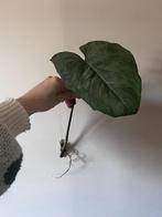 philodendron Majestic stekken, Ophalen of Verzenden
