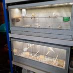 Kweekkooien vogels, Dieren en Toebehoren, Ophalen, Zo goed als nieuw