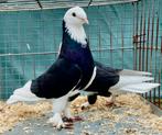 Takla Tumbler Pigeons, Animaux & Accessoires
