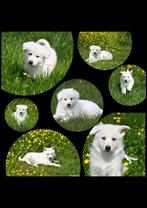 Heel mooie Zwitserse Witte Herder pups, Dieren en Toebehoren, Honden | Herdershonden en Veedrijvers, België, CDV (hondenziekte)