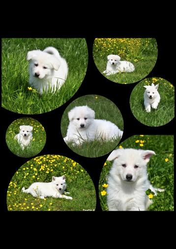 Heel mooie Zwitserse Witte Herder pups  beschikbaar voor biedingen