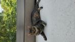 Gratis kat, Dieren en Toebehoren, Kater, Kortharig, 0 tot 2 jaar