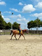 4 jarige merrie, Dieren en Toebehoren, Merrie, Zadelmak