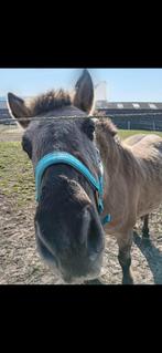 Leuke C pony te koop, Dieren en Toebehoren, Pony's, Ruin, Zadelmak, 3 tot 6 jaar, C pony (1.27m tot 1.37m)