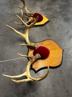 Geweien witstaarthert, Antiek en Kunst, Ophalen of Verzenden