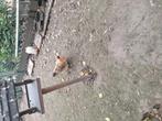 2 kleine chabo hennetjes ongeveer 16 maand oud