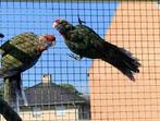 mooie, jonge pennant Rosella’s, Dieren en Toebehoren, Geringd