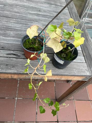 Klimop plant beschikbaar voor biedingen