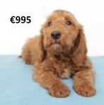 Prachtige Cockapoo pups te koop, Dieren en Toebehoren, Honden | Chihuahua's en Gezelschapshonden, 15 weken tot 1 jaar, Buitenland
