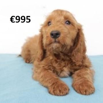 Prachtige Cockapoo pups te koop beschikbaar voor biedingen