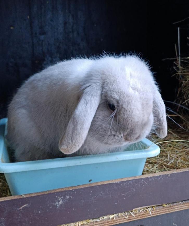 Prachtige ram NHD, Dieren en Toebehoren, Konijnen, Dwerg, Mannelijk, 0 tot 2 jaar, Hangoor