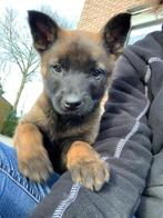 Mechelse herder puppy, Dieren en Toebehoren, Honden | Herdershonden en Veedrijvers, België, 8 tot 15 weken, Meerdere, Meerdere dieren