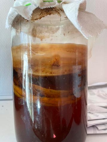 Kombucha SCOBY beschikbaar voor biedingen