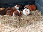 Jonge cavia zeugjes en beertjes, Dieren en Toebehoren, Cavia, Januari, Meerdere dieren, Tam
