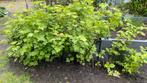 Jeneverbes struiken 1 jarig, Jardin & Terrasse, Plantes | Arbustes & Haies, Moins de 100 cm, Enlèvement ou Envoi, Autres espèces