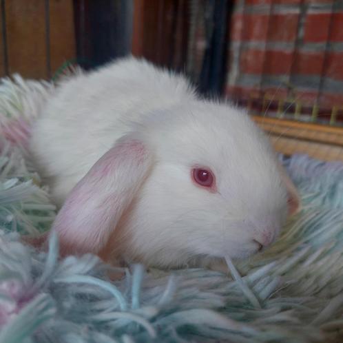 raszuivere zeldzame albino franse hangoren, Dieren en Toebehoren, Konijnen, Groot, Meerdere dieren, 0 tot 2 jaar, Hangoor