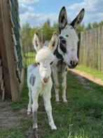 Mini-ezeltje, Dieren en Toebehoren, Mannelijk