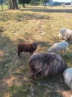 ouessant schaap ram, Mannelijk, Schaap, 0 tot 2 jaar