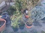 Bamboe, Tuin en Terras, Ophalen