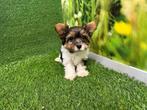 Chiots Yorkshire Terrier Biewer, Animaux & Accessoires, Chiens | Jack Russell & Terriers, Plusieurs, Yorkshire Terrier, Belgique