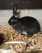 Duitsereus zwarte otter ram, Dieren en Toebehoren, Mannelijk, Groot, 0 tot 2 jaar