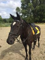 Zwarte lieve KWPN merrie, Dieren en Toebehoren, Paarden, Merrie, Gechipt, Niet van toepassing, 170 tot 175 cm