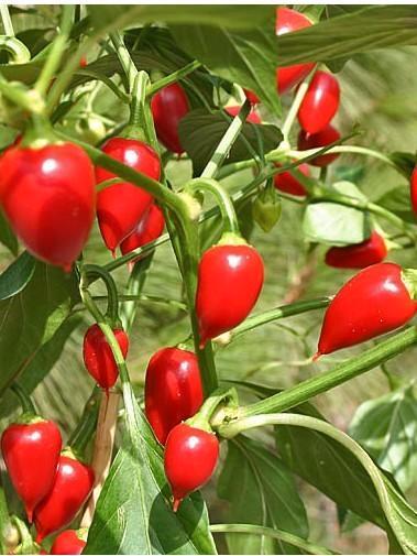 Piment Tondo Calabrese - 5 graines, Jardin & Terrasse, Bulbes & Semences, Graine, Printemps, Envoi