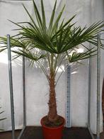 Trachycarpus fortunei Winterhard, Ophalen