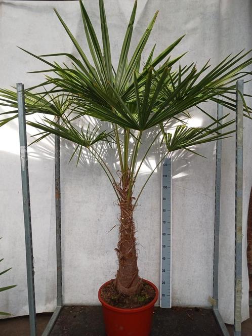 Trachycarpus fortunei Winterhard, Tuin en Terras, Planten | Bomen, Ophalen