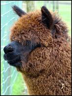 alpaca merrie interessant voor de liefhebber van grijs, Dieren en Toebehoren, Vrouwelijk