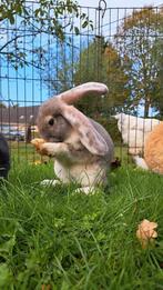 Vlaamse Reus, Dieren en Toebehoren, Konijnen, Hangoor