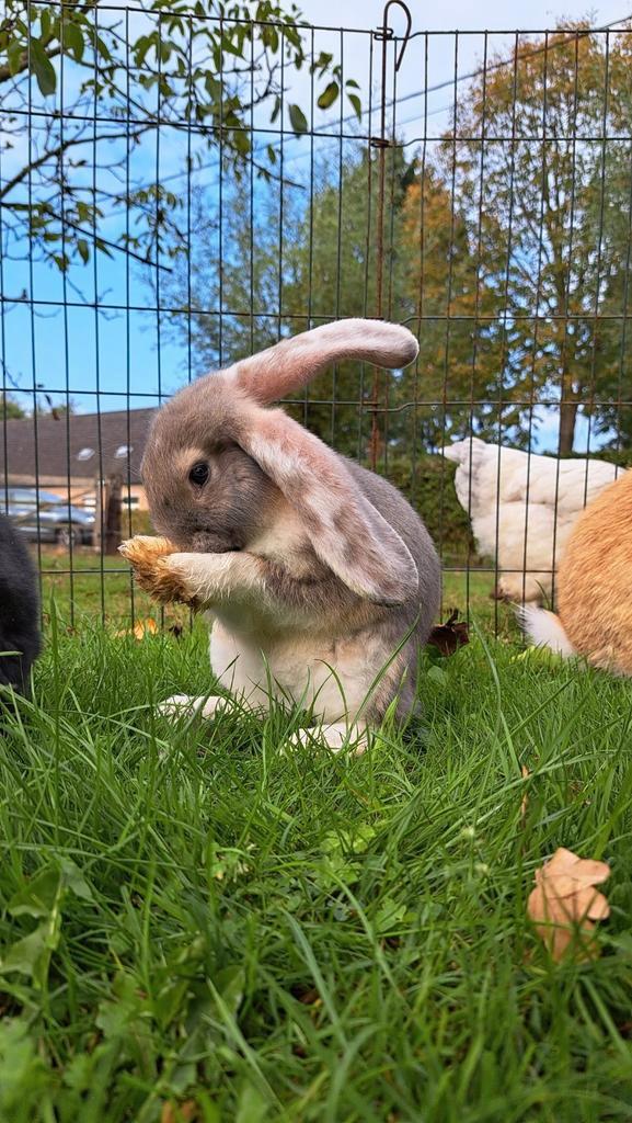 Vlaamse Reus, Dieren en Toebehoren, Konijnen, Hangoor