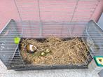 Mooie grote hok + gratis cavia baby konijnenhok, Enlèvement, Comme neuf, Niche, Cobaye