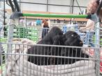 Engelse cocker pups leven en  groeien op in mijn huisje, Dieren en Toebehoren, België, Fokker | Hobbymatig, CDV (hondenziekte)