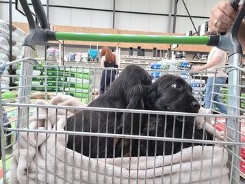 Engelse cocker pups leven en  groeien op in mijn huisje   beschikbaar voor biedingen