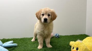 Golden Retriever pups beschikbaar voor biedingen