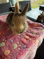 Dwergkonijntje ram, Mâle, Nain, 0 à 2 ans