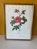 Vintage print Rosa Inermis van PJ Redouté, Antiek en Kunst, Ophalen of Verzenden