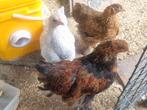 2 prachtige Brahma kriel (kleine versie) haantjes, Dieren en Toebehoren, Pluimvee
