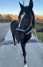 11 jarige PRE, Animaux & Accessoires, Chevaux, Hongre