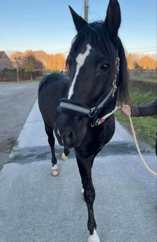 11 jarige PRE, Animaux & Accessoires, Chevaux, Hongre