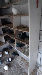 Bulgaarse hoogvliegers duiven, Dieren en Toebehoren, Vogels | Duiven