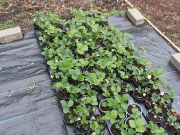 Aardbeiplanten beschikbaar voor biedingen