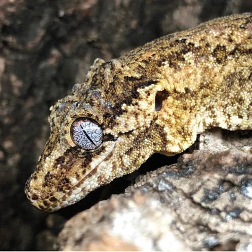 Blotched gargoyle gekko man, Dieren en Toebehoren, Reptielen en Amfibieën, Hagedis, 3 tot 6 jaar, Tam